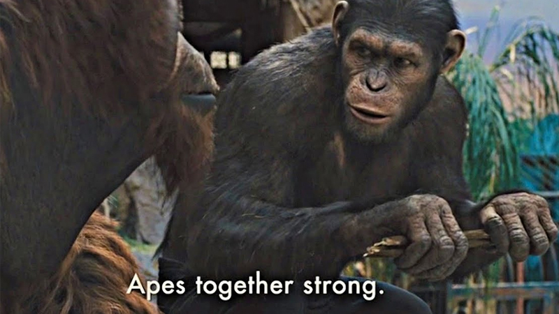 apes-together-strong-hodl